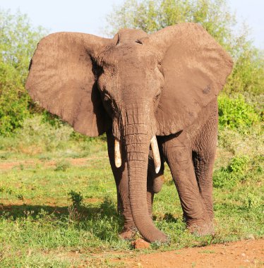 African elephant in the Lake Manyara National Park, Tanzania clipart