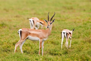 Serengeti Ulusal Parkı, Tanzanya 'da ceylanlar bağışlıyor