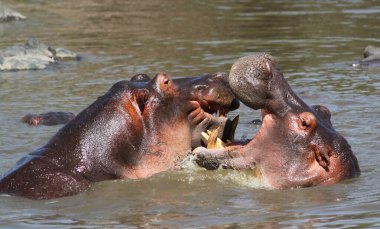 Tanzanya 'daki Serengeti Ulusal Parkı' nda suda oynayan iki su aygırı.