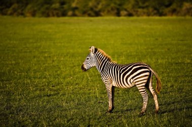Zebra Tanzanya 'daki Serengeti Milli Parkı' nda