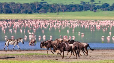 Serengeti Ulusal Parkı 'nın Tanzanya gölünün kenarında bir sürü flamingo kuşu olan hayvanları.