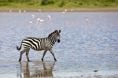 Zebra, Tanzanya 'daki Serengeti Milli Parkı' nda suda.