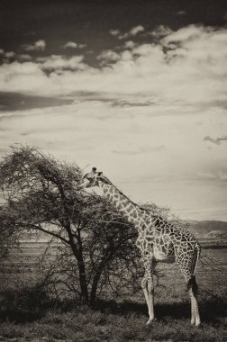 Zürafalar (Giraffa camelopardalis) Botsvana, Afrika 'da Okavango Deltası' nda