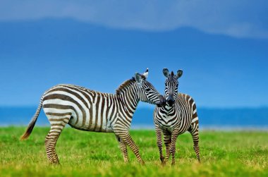 Serengeti Ulusal Parkı, Tanzanya 'da parlak mavi gökyüzü arka planına sahip Zebralar