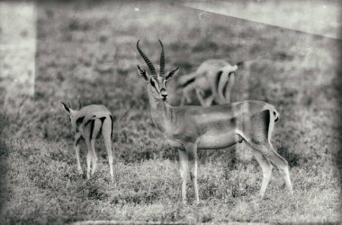 Kenya bozkırında bir geyik sürüsü
