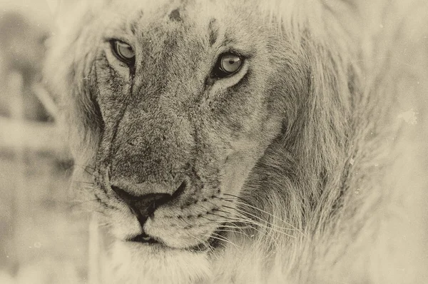 Portrait Lion Maasai Mara National Reserve — Stock Photo, Image
