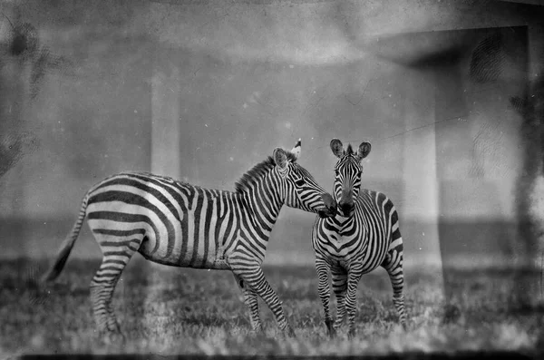 Zebras Parque Nacional Lago Nakuru Quênia — Fotografia de Stock