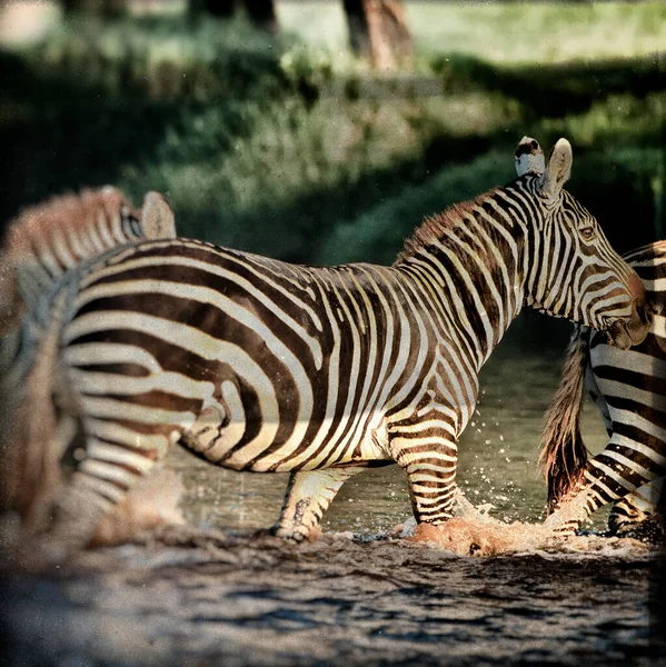 Cebras Parque Nacional Lago Nakuru Kenia — Foto de Stock