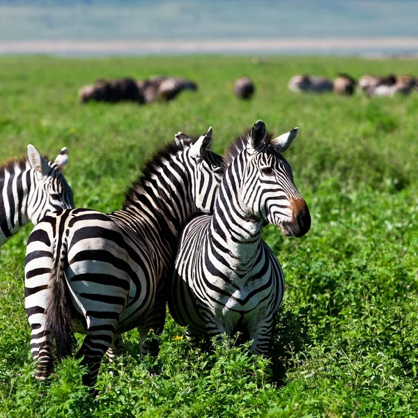 Zebre Nel Parco Nazionale Del Serengeti Tanzania — Foto Stock