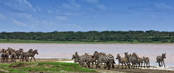 Zebras Serengeti Nationalpark Tansania — Stockfoto