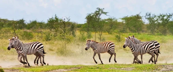 Zebras Parque Nacional Serengeti Tanzânia — Fotografia de Stock