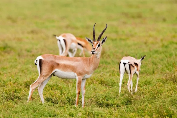 Octroie Des Gazelles Dans Parc National Serengeti Tanzanie — Photo