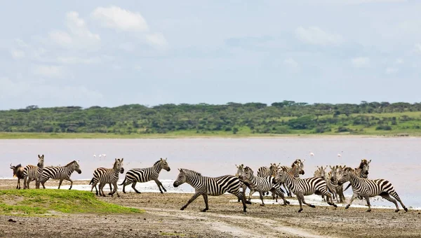 Zebras Στο Εθνικό Πάρκο Serengeti Τανζανία — Φωτογραφία Αρχείου