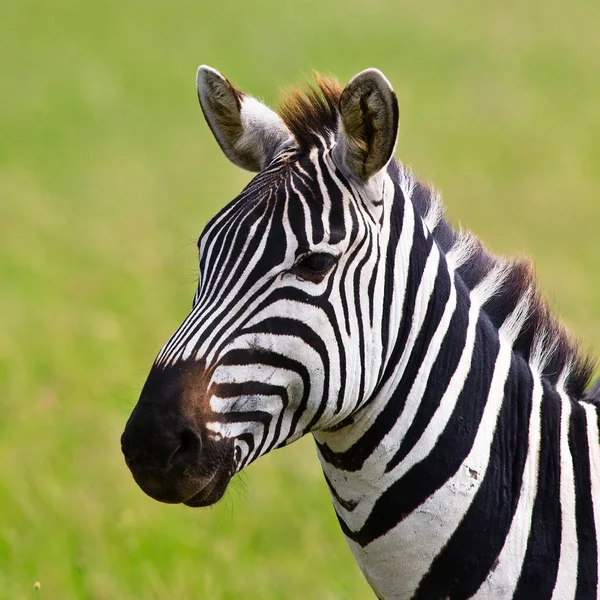 Згорніть Портрет Зебри Національному Парку Серенгеті Танзанія — стокове фото
