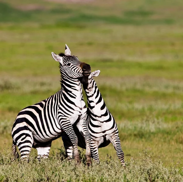 Zebras Playing Serengeti National Park Tanzania — Stock Photo, Image