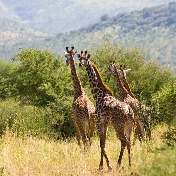 Serengeti Ulusal Parkı, Tanzanya 'da Zürafalar