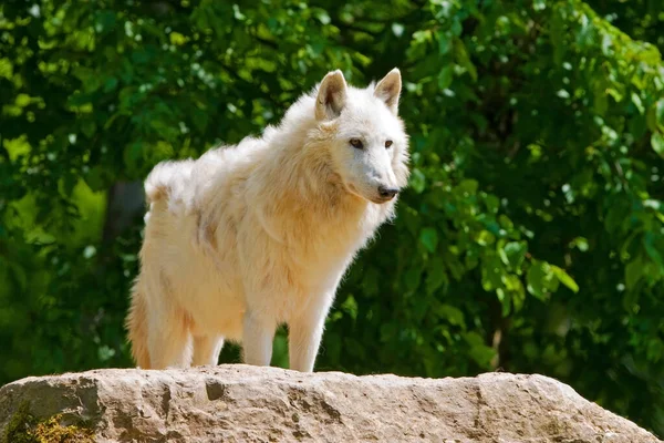 Arktischer Wolf Wald — Stockfoto