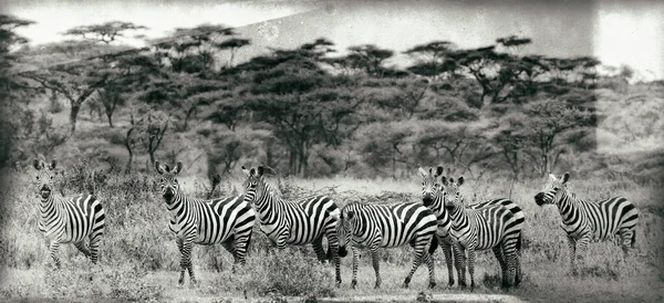 Зебри Національному Парку Серенгеті Танзанія — стокове фото