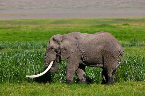 Elefante Africano Cratera Ngorongoro Tanzânia — Fotografia de Stock