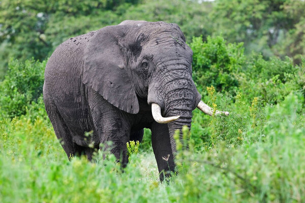 African elephant in the Ngorongoro Crater, Tanzania