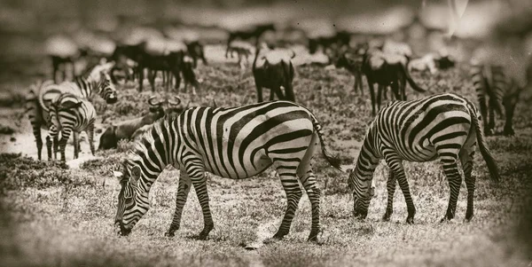 セレンゲティ国立公園のゼブラス タンザニア — ストック写真