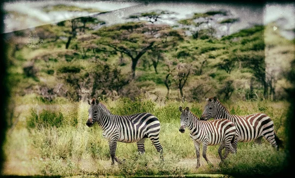 Zebras Parque Nacional Serengeti Tanzânia — Fotografia de Stock