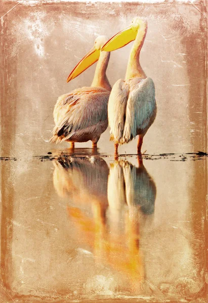 Pelicans Lake Nakuru National Park Kenya Sepia Effect — Stock Photo, Image