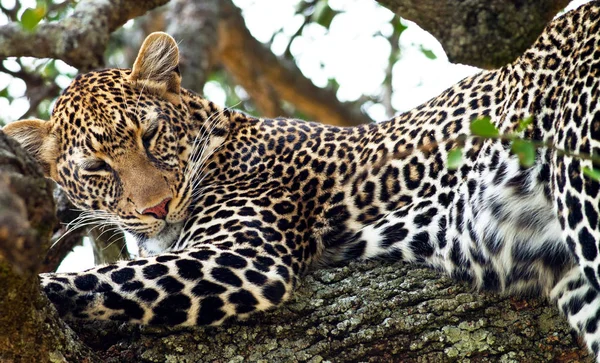 Leopárd Maasai Mara Nemzeti Parkban Kenyában — Stock Fotó