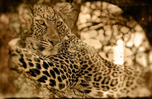 Leopardo Nel Parco Nazionale Maasai Mara Kenya — Foto Stock