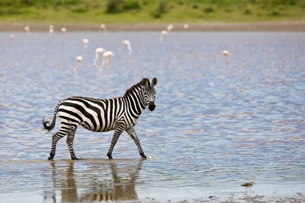 Zebra Água Parque Nacional Serengeti Tanzânia — Fotografia de Stock
