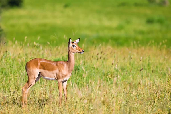 Veados Jovens Impala Parque Nacional Serengeti Tanzânia — Fotografia de Stock