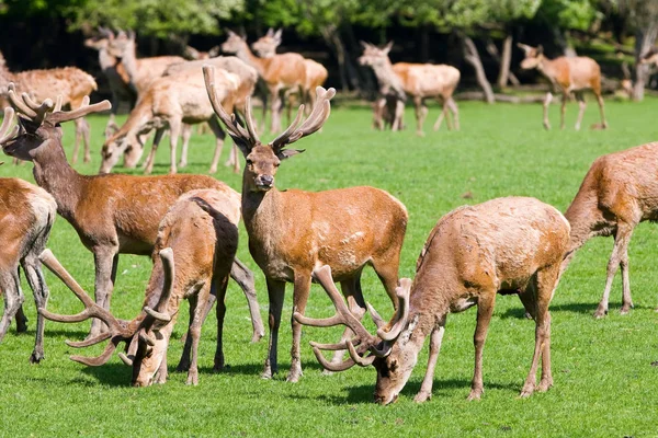 Deers Sainte Croix France — Stock Photo, Image