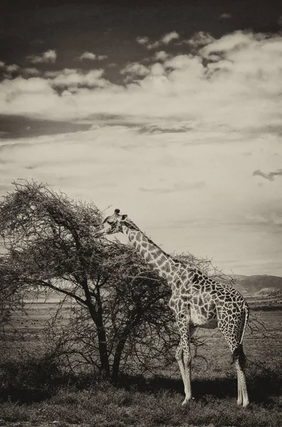 Zsiráfok Giraffa Camelopardalis Okavango Deltában Botswanában Afrikában — Stock Fotó