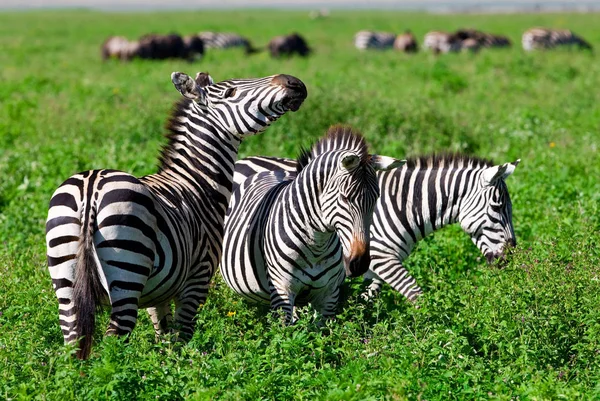 Cebras Cráter Ngorongoro Tanzania — Foto de Stock
