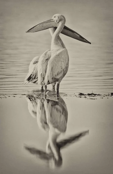 Pelicanen Lake Nakuru National Park Kenia Zwart Wit Foto — Stockfoto