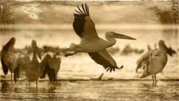 Pelicans Maasai Mara National Reserve Kenya Aged Effect — Stock Photo, Image