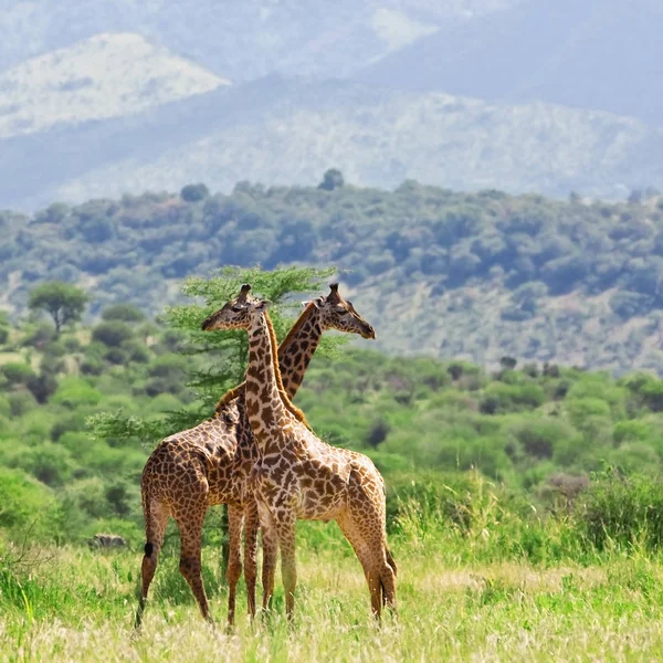 Dwie Żyrafy Patrzące Różne Strony Tanzanii — Zdjęcie stockowe