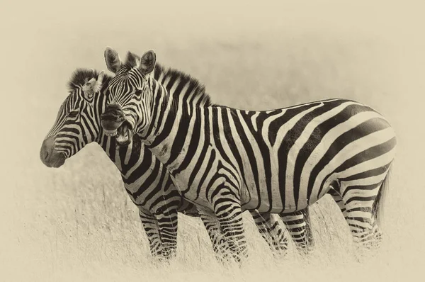 Zebras Parque Nacional Serengeti Tanzânia Efeito Envelhecido — Fotografia de Stock