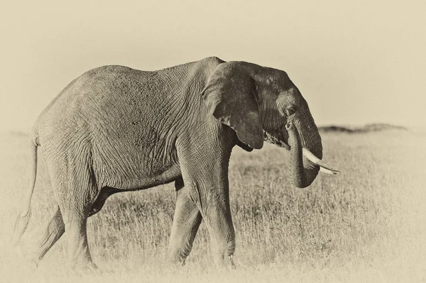 Fénykép Elefánt Egy Zöld Szavanna Elavult Hatás — Stock Fotó