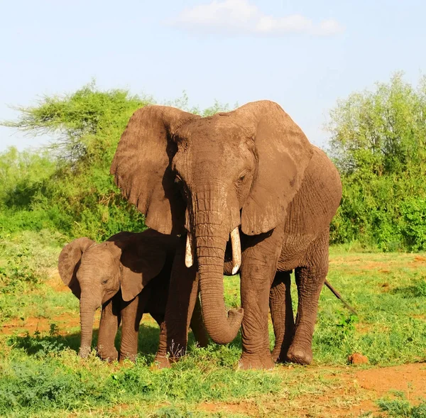 Foto Elefant Med Barn Grønn Savanne – stockfoto