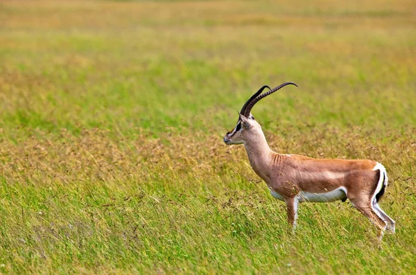 Antílope Gazelle Serengeti National Park Tanzânia — Fotografia de Stock