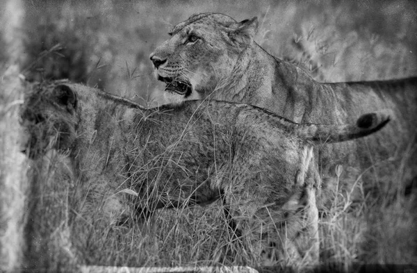 ケニアのナクル湖国立公園で赤ちゃんとの雌ライオン 白黒写真 — ストック写真