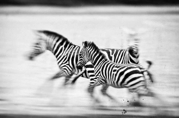 Zebry Běžící Národním Parku Serengeti Tanzanie — Stock fotografie