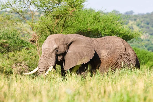 Fénykép Egy Elefántról Egy Zöld Szavannában — Stock Fotó