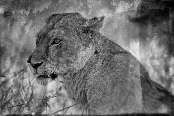 Lioness Portrait Tongue Out — Stock Photo, Image