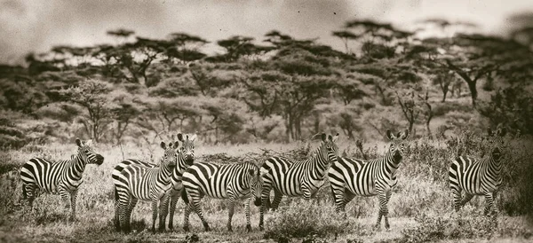 Pacote Zebras Parque Nacional Serengeti Tanzânia — Fotografia de Stock