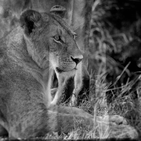 ケニアのマサイ マラ国立保護区のライオン像 白黒編集 — ストック写真