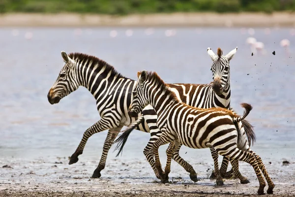 Zebras Jugando Parque Nacional Serengeti Tanzania —  Fotos de Stock