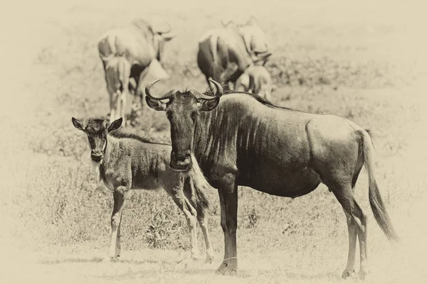 Imagen Blanco Negro Grupo Animales Salvajes — Foto de Stock