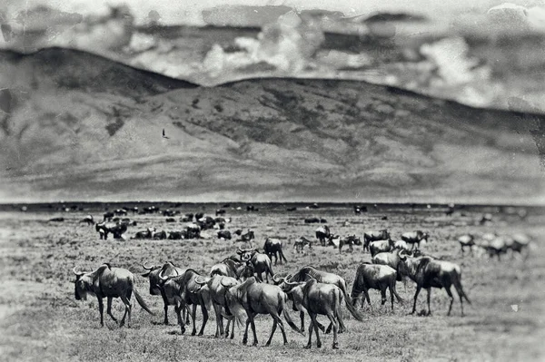 Stádo Zebry Poušti — Stock fotografie